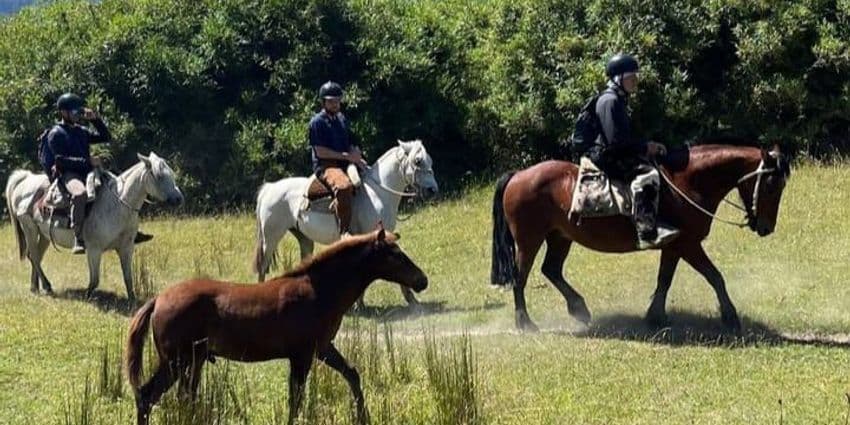 CABALGATA ISLA JABALÍ