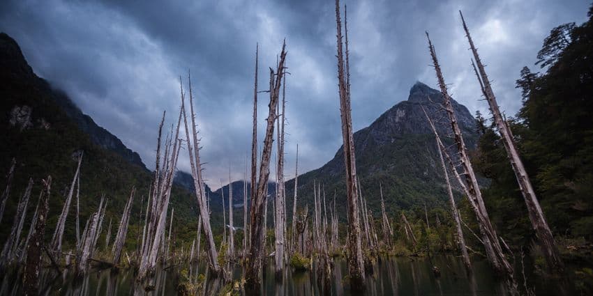 LAGUNA ALERCES PARQUE TAGUA TAGUA (Trekking)